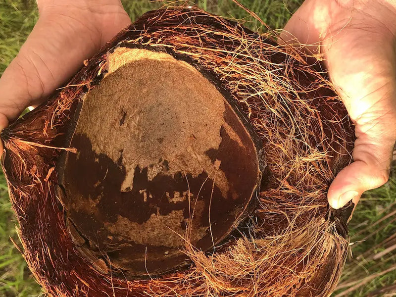 Hands opening coconut shell