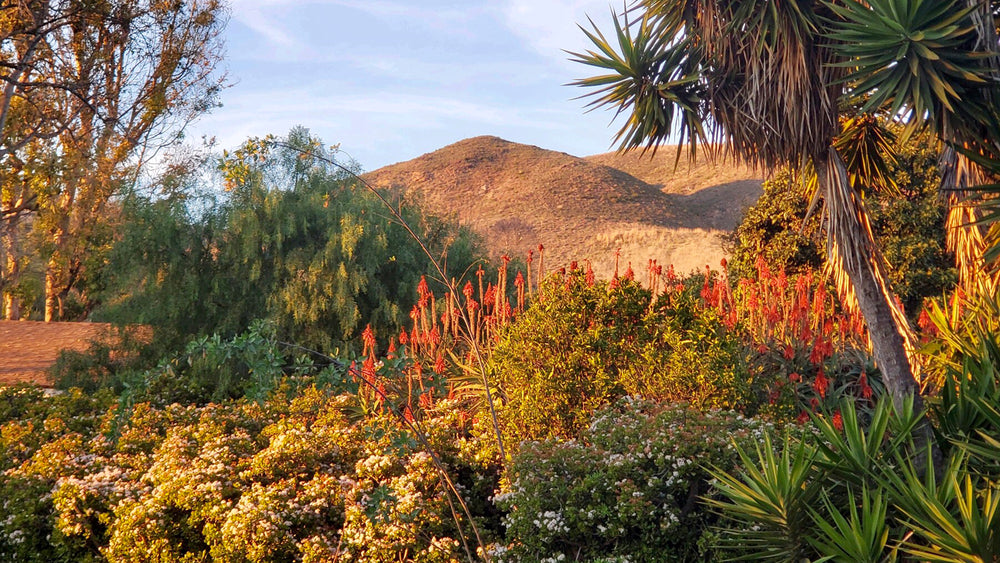 From Malibu,