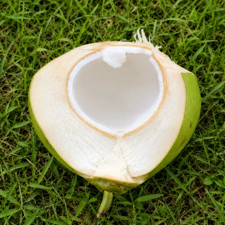 Young Coconut Meat Frozen