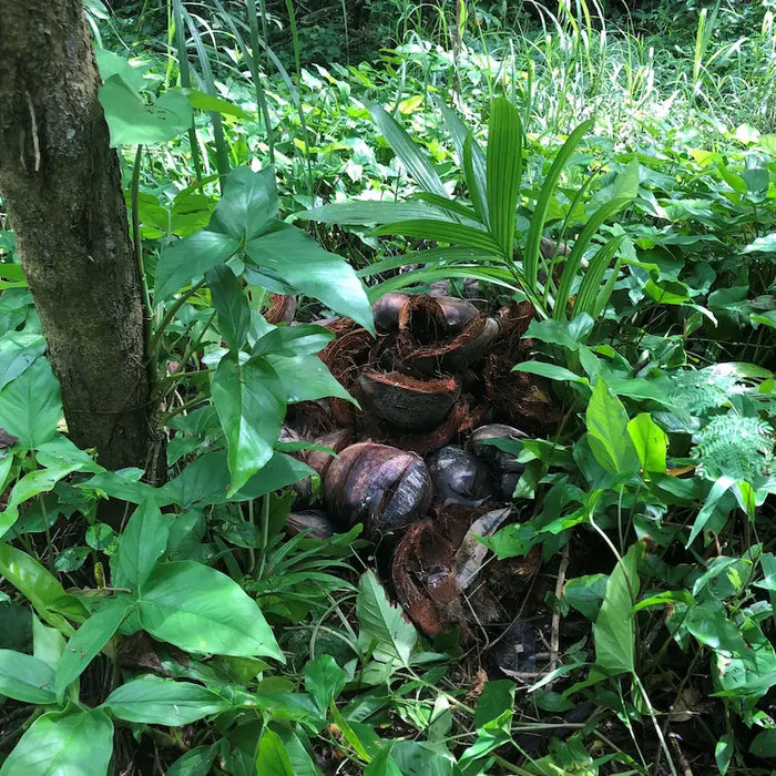 Composting at the Farm
